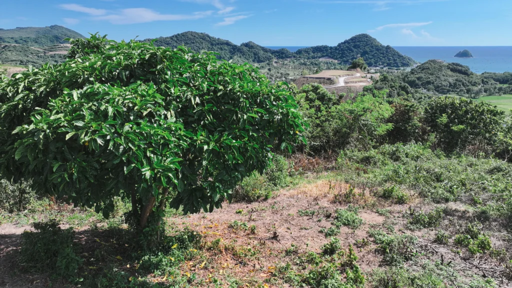 Selong Hills - Oceanview land for sale in Selong Belanak